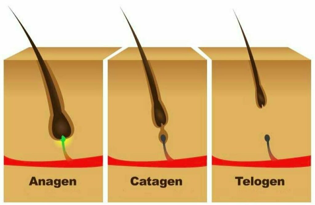 Fazy wzrostu włosa: Anagen, Katagen, Telogen